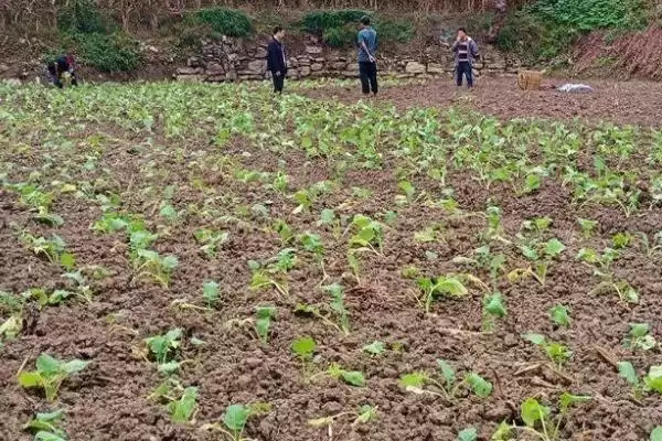 图片[4]-11月种油菜(11月种植油菜为何不算晚及种植过程中的关键要点)-会东网