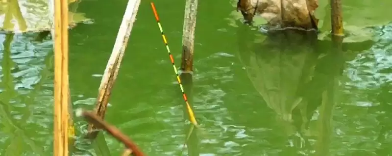 钓鲢鱼如何调漂(钓鲢鱼该怎么调漂呢)-会东网