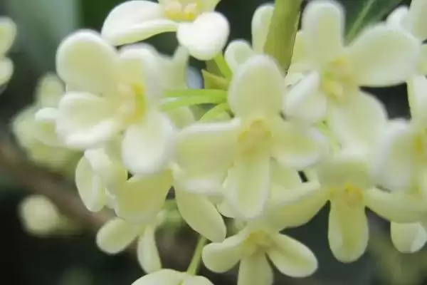 图片[6]-广东蜜源植物(广东有哪些常见蜜源植物及其花期呢)-会东网
