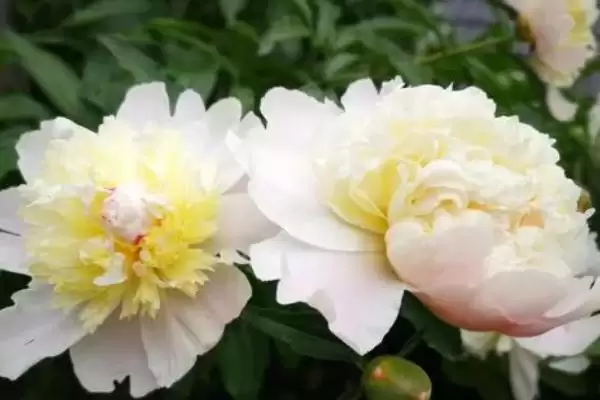 图片[4]-白芍北方室外防寒措施(白芍在北方室外如何进行有效的防寒措施及要点)-会东网