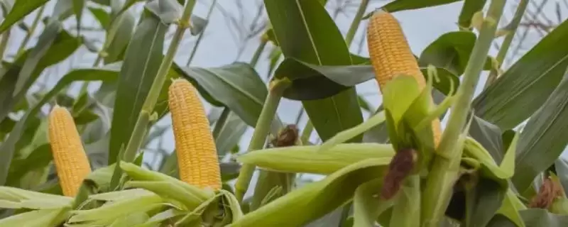 4月下旬至5月上旬播种的MC768玉米种子，有啥特点？-会东网