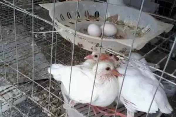 图片[2]-鸽子产蛋时间(鸽子在什么情况下和时间容易产蛋呢)-会东网
