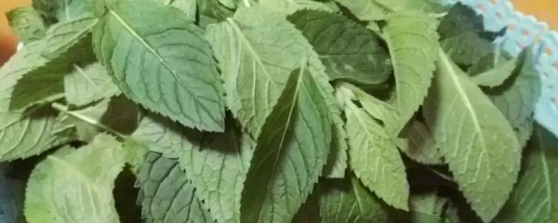 艾叶等驱蚊(艾叶等混一起可驱蚊的原理和使用方法有哪些)-会东网