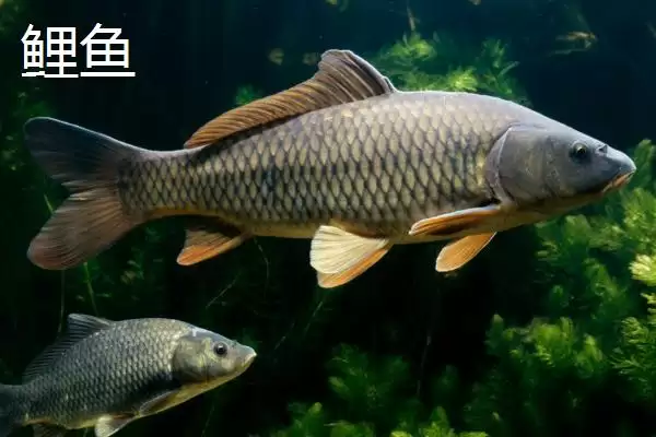 图片[5]-5号新关东钩搭配什么子线(5号新关东钩搭配哪种规格的子线比较合理呢)-会东网