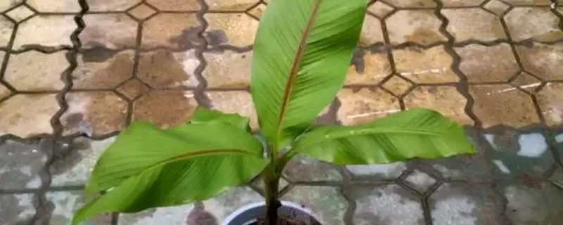 芭蕉树不宜种家里原因(芭蕉树不宜种家里的其他原因及其在文化和环境上的考量)-会东网