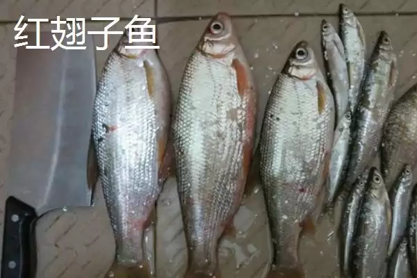 图片[9]-白条鱼与红翅子鱼外观区别 (白条鱼体背青灰与红翅子鱼外观区别在哪)-会东网