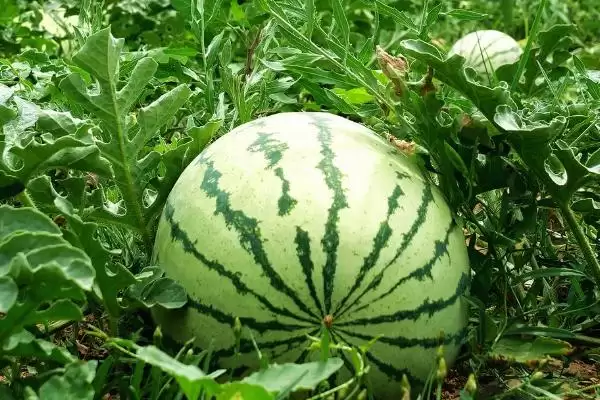 图片[3]-大棚种植西瓜的丰产方式(大棚种植西瓜怎样实现丰产呢)-会东网