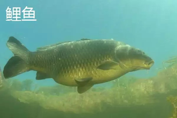 图片[4]-4号主线配3号子线能钓多大鱼(4号主线搭配3号子线能钓多大重量的鱼呢)-会东网