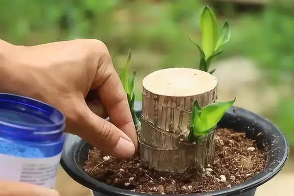 图片[7]-巴西木发霉处理要点(巴西木发霉后续处理要点及其对植株健康的影响)-会东网