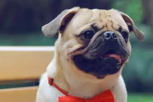 图片[3]-巴哥犬喂养要点(巴哥犬喂养注意要点及其对犬健康成长的影响)-会东网