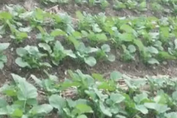 图片[2]-11月种油菜(11月种植油菜为何不算晚及种植过程中的关键要点)-会东网