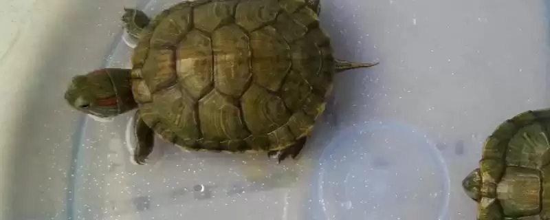 阿莫西林治乌龟病(阿莫西林可治乌龟肺炎等病的用药原理和治疗方法)-会东网