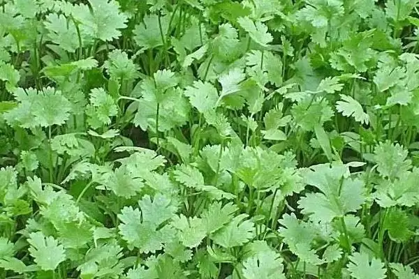 图片[6]-白露前后种菠菜等蔬菜，种植要点有哪些-会东网