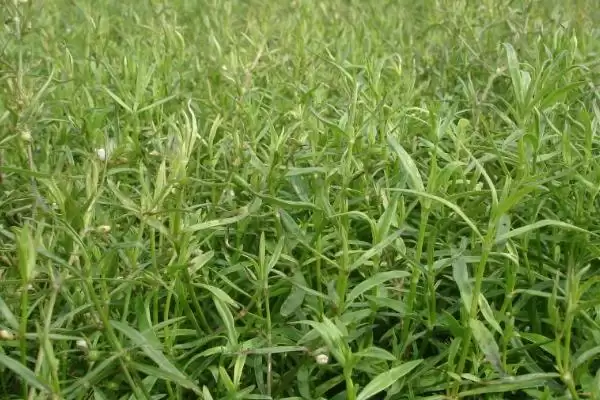图片[4]-白花蛇舌草种植要点(白花蛇舌草种植需掌握哪些要点及其生长环境需求)-会东网