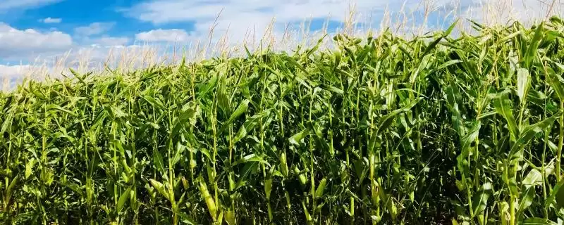 广玉688玉米种简介(广玉688种特性、产量、适宜种植区)-会东网