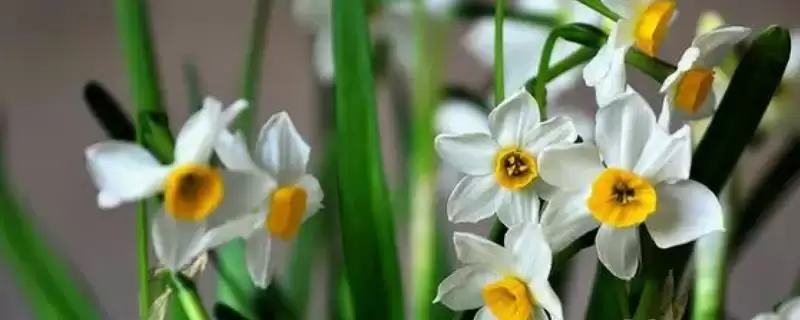 白色花卉养护要点(白色花卉在养护过程中需要注意哪些关键要点)-会东网