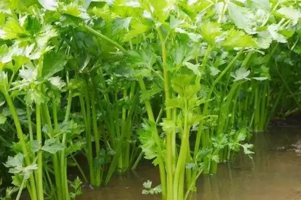 图片[8]-8月底种秋菠菜等蔬菜(8月底适合种植秋菠菜等蔬菜的原因及方法)-会东网
