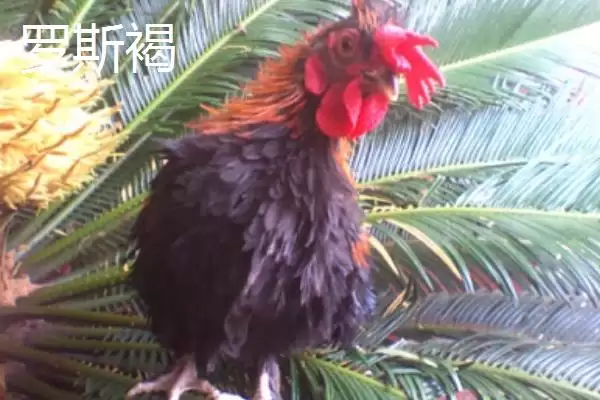 图片[6]-海兰白鸡和京粉2号下蛋优势(海兰白鸡和京粉2号爱下蛋的优势和养殖要点)-会东网