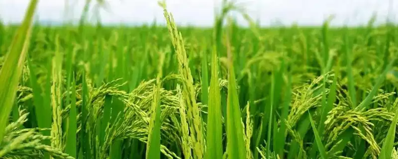 Ⅱ优T16水稻种子清明节前后播种的种植时机(Ⅱ优T16水稻种子清明前后播种的时机优势)-会东网