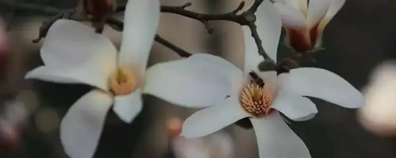 白玉兰花期养护要点(白玉兰花期养护需要注意哪些关键要点和技巧)-会东网