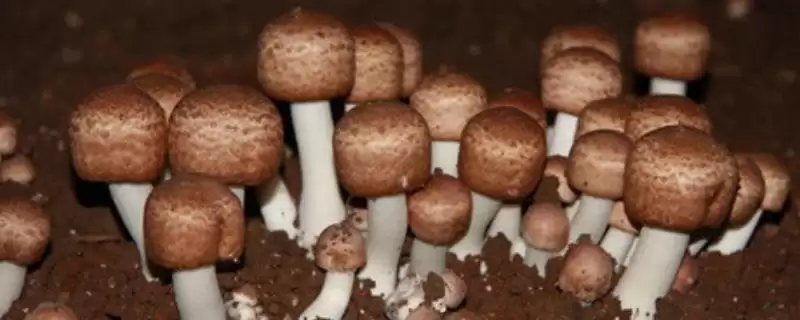 巴西蘑菇培育技巧(巴西蘑菇培育技巧及其在生长过程中的管理要点)-会东网