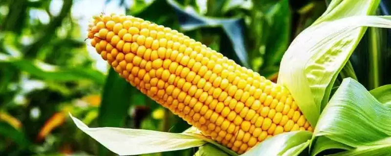 大唐305玉米种子简介(大唐305玉米种子的详细介绍有哪些)-会东网