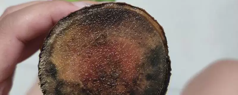 巴西木发霉处理要点(巴西木发霉后续处理要点及其对植株健康的影响)-会东网