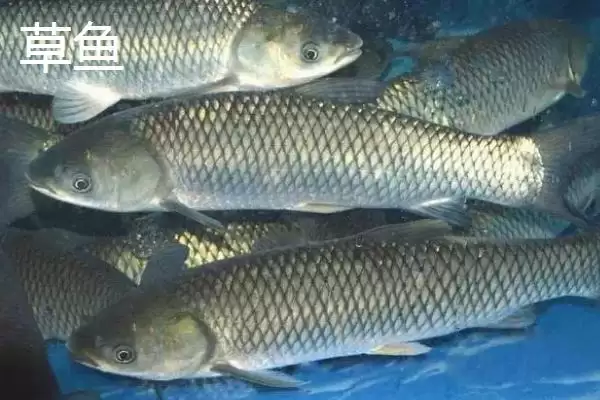 图片[5]-4号主线配3号子线能钓多大鱼(4号主线搭配3号子线能钓多大重量的鱼呢)-会东网