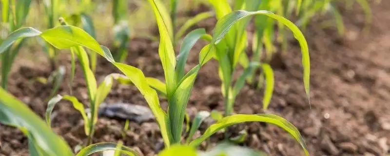 富民508玉米种子简介(富民508种子特征、种植、收益状况)-会东网