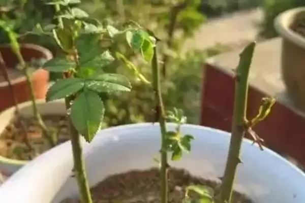 图片[4]-桉树种植密度原因(桉树每亩种83-111株的原因和种植规划要点)-会东网