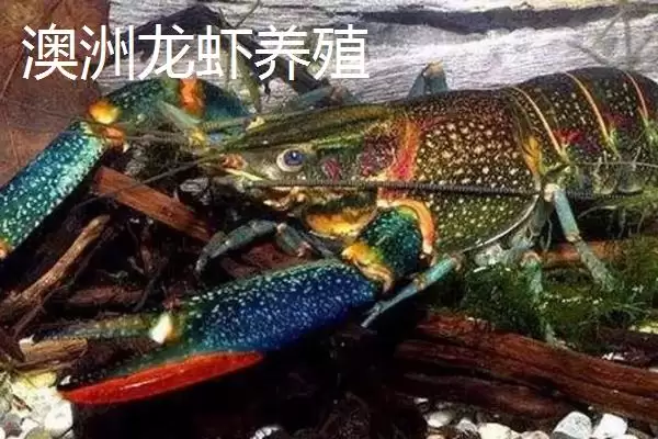 图片[5]-澳洲龙虾养殖饵料人工配比，有哪些关键要点-会东网