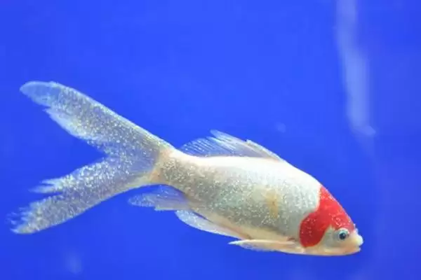 图片[2]-白点病防治有效方法有 (白点病升温后一周脱落的防治方法有哪些)-会东网