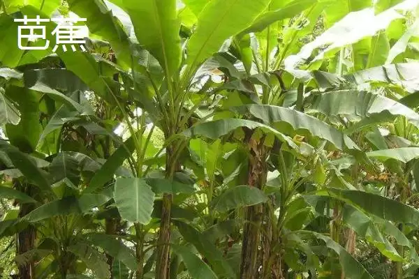图片[2]-芭蕉和香蕉区别(芭蕉和香蕉的区别及其在食用和种植上的不同要点)-会东网
