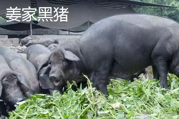 图片[5]-北方什么品种的散养猪好(北方散养哪种猪品种比较好呢)-会东网