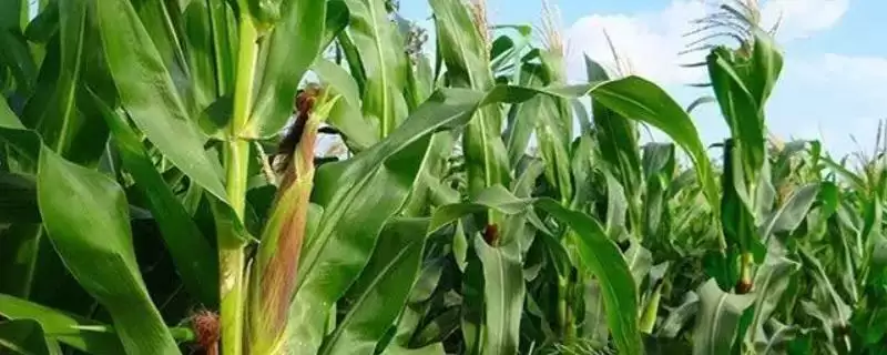 A508玉米种子选择肥力好地块种植的原因分析-会东网