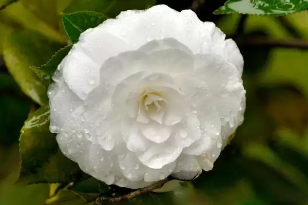 图片[3]-白山茶花文化内涵(白山茶花在文化领域有着怎样独特的内涵和寓意)-会东网