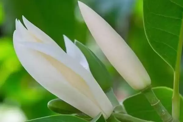 图片[4]-白兰花和玉兰花对比(白兰花和玉兰花在形态、习性等方面有何区别)-会东网