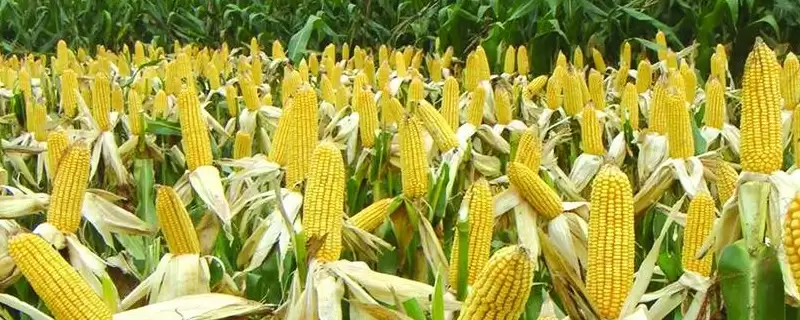 安华609玉米种子介绍，出苗至成熟128天的价值-会东网