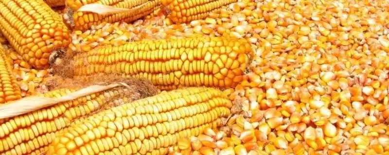 登峰607玉米种子介绍(登峰607玉米种子有啥特点)-会东网
