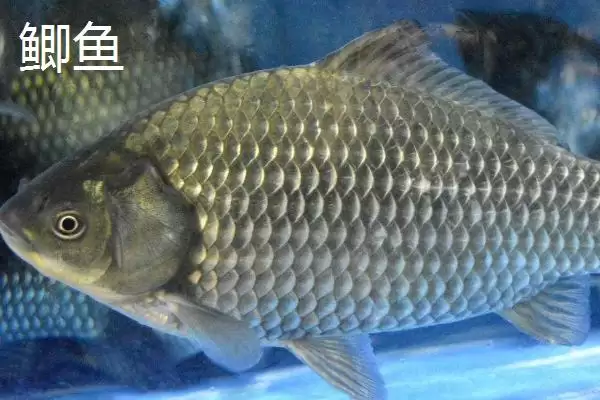 图片[4]-3号丸世钩能钓多大鱼(3号丸世钩在不同鱼情下能够钓多大的鱼呢)-会东网