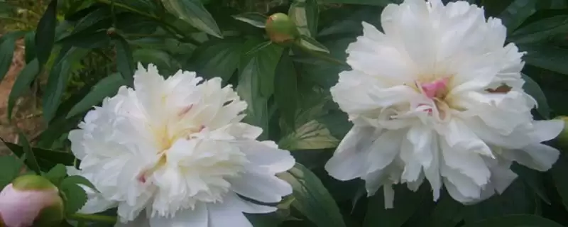 白芍北方室外防寒措施(白芍在北方室外如何进行有效的防寒措施及要点)-会东网