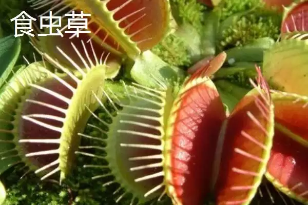 图片[7]-苍蝇的天敌(苍蝇的天敌都有哪些生物呢)-会东网