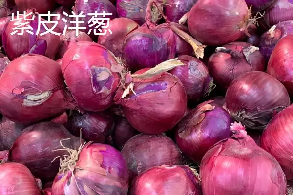 图片[3]-白洋葱与紫洋葱区别(白洋葱与紫洋葱在外观、口感、营养等方面有何区别)-会东网