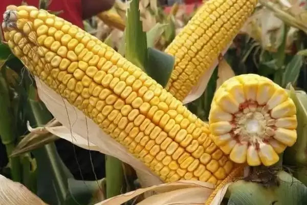 图片[3]-DG3131玉米种子密度4500株／亩左右的种植要点-会东网