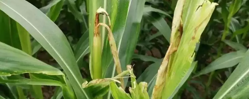 大好189玉米种子介绍(大好189玉米种子有哪些具体介绍)-会东网