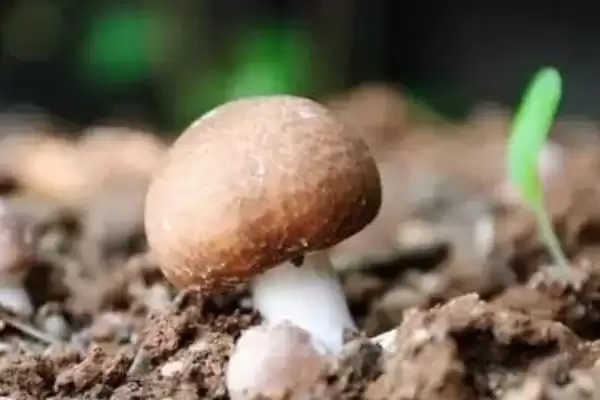 图片[7]-巴西蘑菇培育技巧(巴西蘑菇培育技巧及其在生长过程中的管理要点)-会东网
