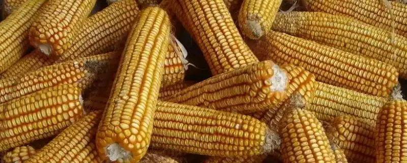 密度4500-6000株/亩的J6518玉米品种,有何独特之处?-会东网