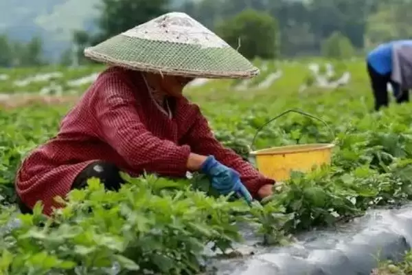 图片[5]-8月上旬对菊花打顶(8月上旬对菊花打顶的作用和操作要点是什么)-会东网