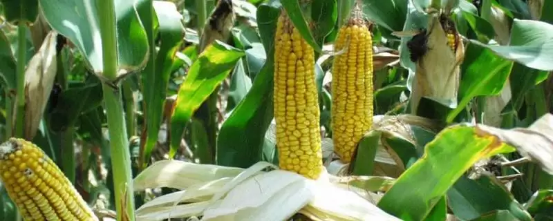 奥玉2号玉米品种高抗茎腐病红叶病,凭什么-会东网