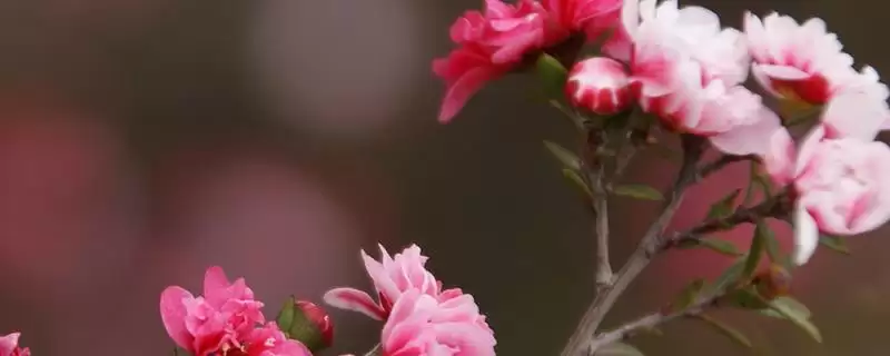 澳洲松红梅养护注意事项(澳洲松红梅养护注意事项及其生长习性特点)-会东网